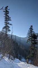 snow covered mountains