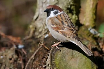 Ein Feldsperling (Passer montanus) im Garten.