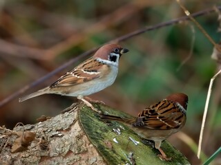 Ein Feldsperling (Passer montanus) auf einem Holzklotz.