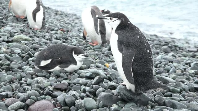 Penguins in Antarctica. There are a lot of penguins resting on the gravel mounds. Penguins on rocks at Hope Bay. Antarctic Peninsula.