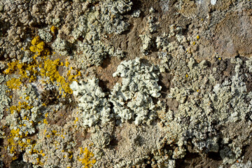 multicolored lichen