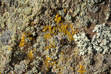 multicolored lichen