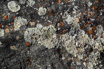 multicolored lichen