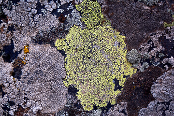 multicolored lichen