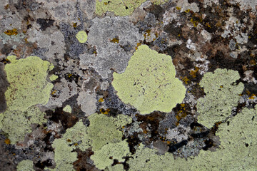 multicolored lichen