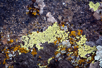 multicolored lichen