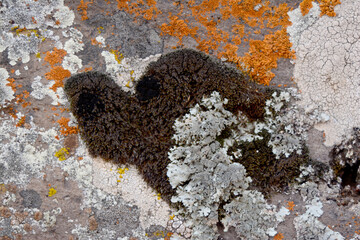 multicolored lichen