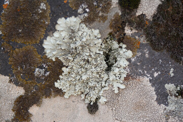multicolored lichen