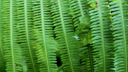 close-up green fresh fern leaves