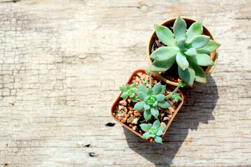 2 little fresh plants of succulent on antique wood plank