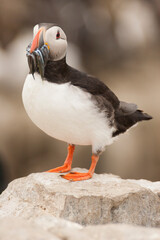 Macareux moine Farne Island