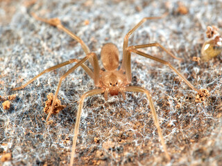 Loxosceles rufescens. It is the most poisonous spider of the Iberian Peninsula, it is nocturnal. 