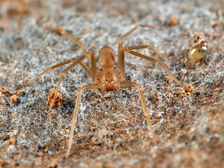 Loxosceles rufescens. It is the most poisonous spider of the Iberian Peninsula, it is nocturnal. 
