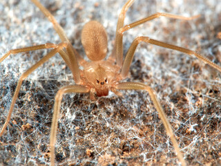 Loxosceles rufescens. It is the most poisonous spider of the Iberian Peninsula, it is nocturnal. 