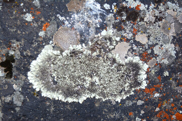 multicolored lichen