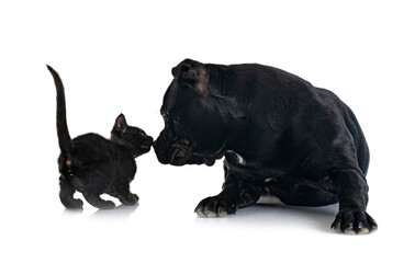 staffordshire bull terrier and kitten