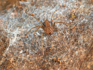 Loxosceles rufescens. It is the most poisonous spider of the Iberian Peninsula, it is nocturnal. 