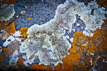 multicolored lichen