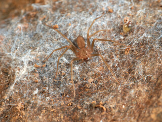 Loxosceles rufescens. It is the most poisonous spider of the Iberian Peninsula, it is nocturnal. 