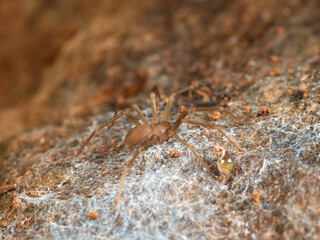 Loxosceles rufescens. It is the most poisonous spider of the Iberian Peninsula, it is nocturnal. 