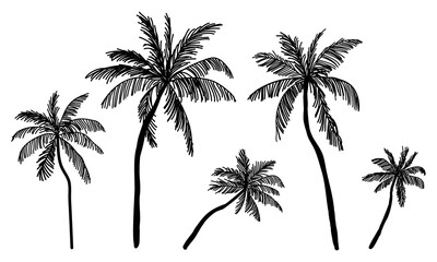 Set Tropical flat palm tree vector silhouette. Hand drawn vector illustration.
