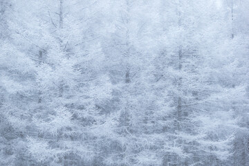 冬の幻想的な樹木