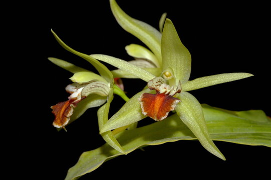 Coelogyne vanoverberghii