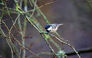 Coal tit foraging for food in the wood