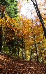 path covered with leaves in the middle of the autumn vegetation with deciduous leaves