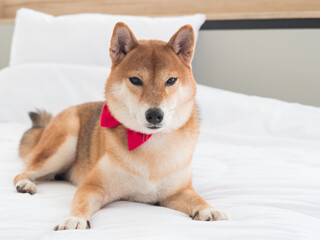Handsome golden color Shiba Inu dog wearing red bow tie sitting on the bed.