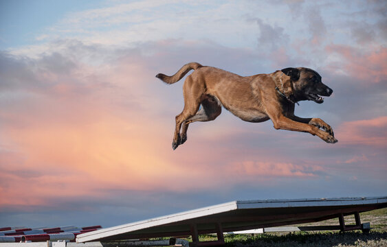 training of belgian shepherd