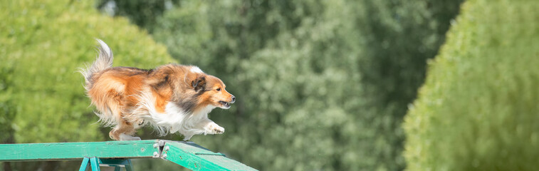Shetland Sheepdog is running on the boom on a dog agility course. Sized to fit for cover image on popular social media site.