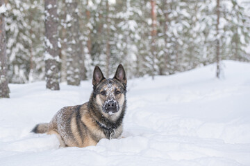 Young east siberian laika running in deep snow