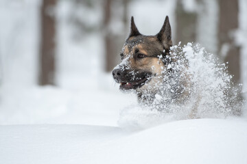 Young east siberian laika running in deep snow