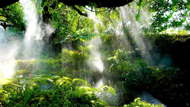 Fototapeta  The Tropical jungle with river and sun beam and foggy in the garden.