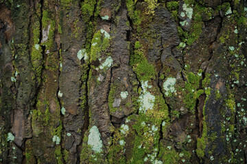 moss on tree