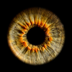 Irisfotografie Iris und Pupille grün-braunes Auge