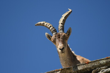 Ibex males in the Sierra de Gredos in Avila. Spain