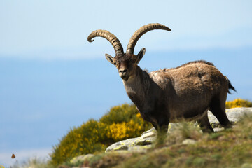 Ibex males in the Sierra de Gredos in Avila. Spain