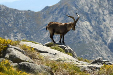 Ibex males in the Sierra de Gredos in Avila. Spain