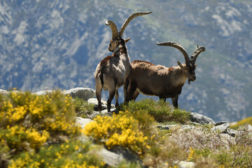 Ibex males in the Sierra de Gredos in Avila. Spain