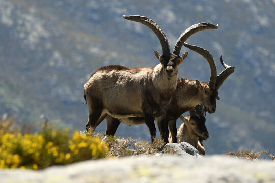Maqcho montes en la sierra de gredos