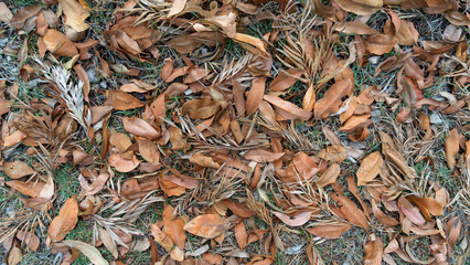 Background of dried leaves from eucalyptus and silky oak trees native to Australia 