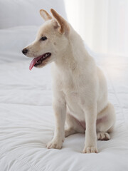 Vertical image of white puppy of Shiba Inu sitting on the white bed.