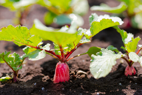 二十日大根images Browse 7 Stock Photos Vectors And Video Adobe Stock