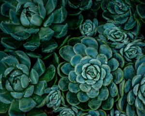 Botanischer Graten Bochum wasserlilie rose