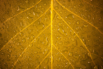 Obraz premium Green leaf with water drops background.
