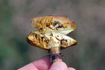 Slippery jack or sticky bun Suillus luteus broken with visible injury by fly larvae. Maggots in mushroom.