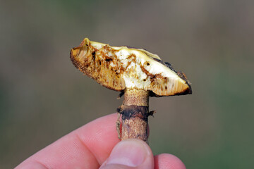 Slippery jack or sticky bun Suillus luteus broken with visible injury by fly larvae. Maggots in mushroom.