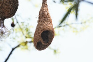 bird nest on tree